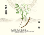 中药白芷图示