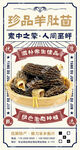 羊肚菌海报