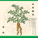 黄芪植物图示