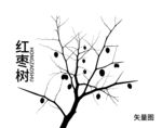 冬日红枣树 枝挂红枣果