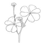 手绘三叶草花卉线条图 矢量图