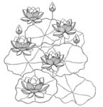 荷花荷叶线描图案 矢量图