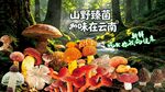 野生菌广告