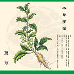 传统本草图谱荠苨杏参