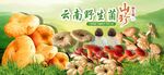 云南野生菌