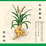 巴戟天植物图示