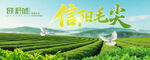 茶园信阳毛尖