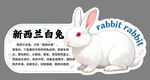 新西兰白兔介绍卡片