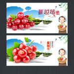 蔓越莓