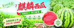 麒麟西瓜宣传图