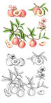 水蜜桃插画