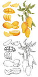芒果插画