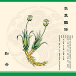 知母植物植株