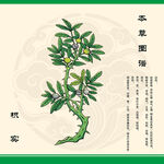 手绘枳实本草植物图