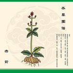赤箭草药植物插画展示