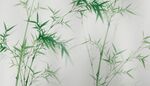 水墨竹林背景