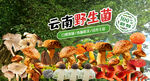 野生菌