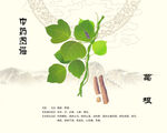 中药葛根高清展示图
