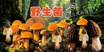 野生菌广告