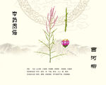 西河柳中草药植物图