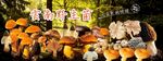云南野生菌