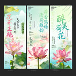 荷花海报