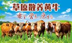 草原黄牛