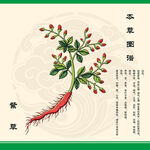 紫草根茎叶细节展示