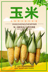 玉米