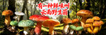 云南野生菌
