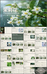 茉莉花介绍PPT课件