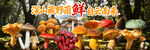 野生菌海报
