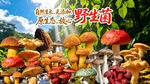 野生菌海报