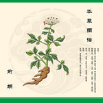 前胡中草药前胡
