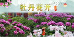 牡丹 
