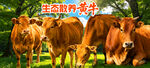 生态散养黄牛