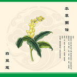 白豆蔻插画