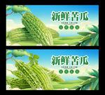 苦瓜