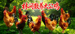  农家土鸡 