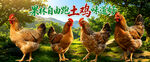 农家土鸡
