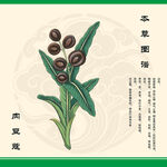 肉豆蔻手绘图鉴