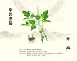 中药植物升麻展示图