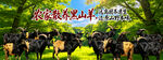 农家散养黑山羊