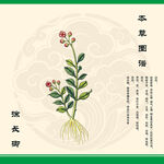 徐长卿草药图示