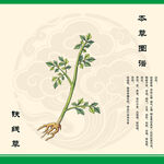 铁线草植物图示