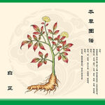 白芷植物图示