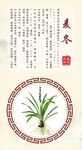 浙八味麦冬海报