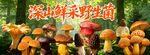 野生菌海报