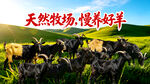 放养山羊  