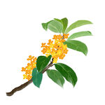 桂花枝插画
